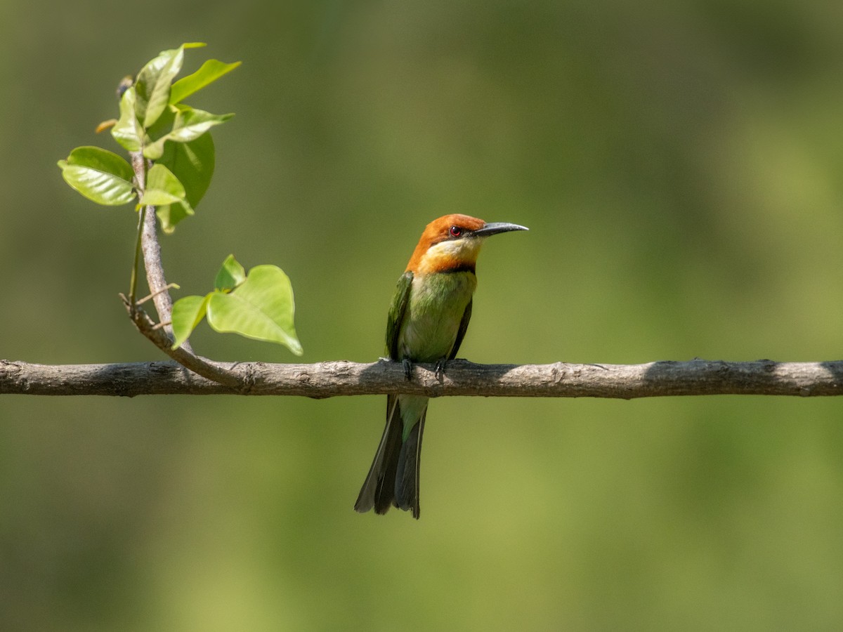 Chestnut-headed Bee-eater - ML636517086
