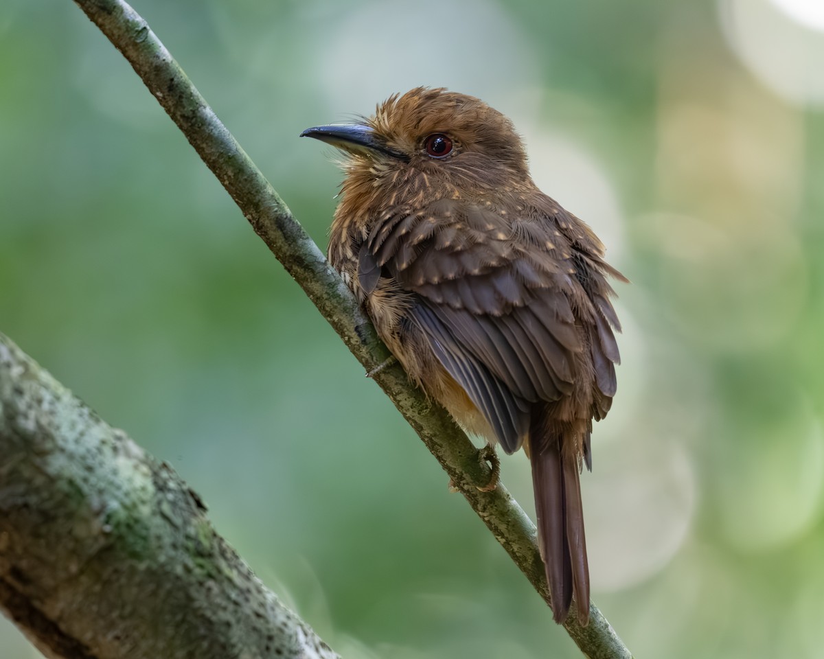 White-whiskered Puffbird - ML636517100