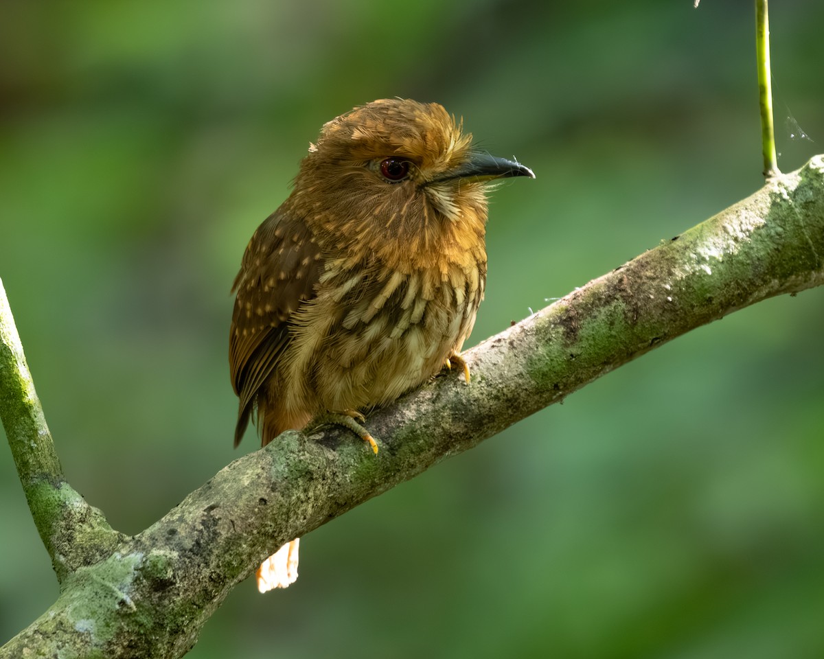 White-whiskered Puffbird - ML636517101