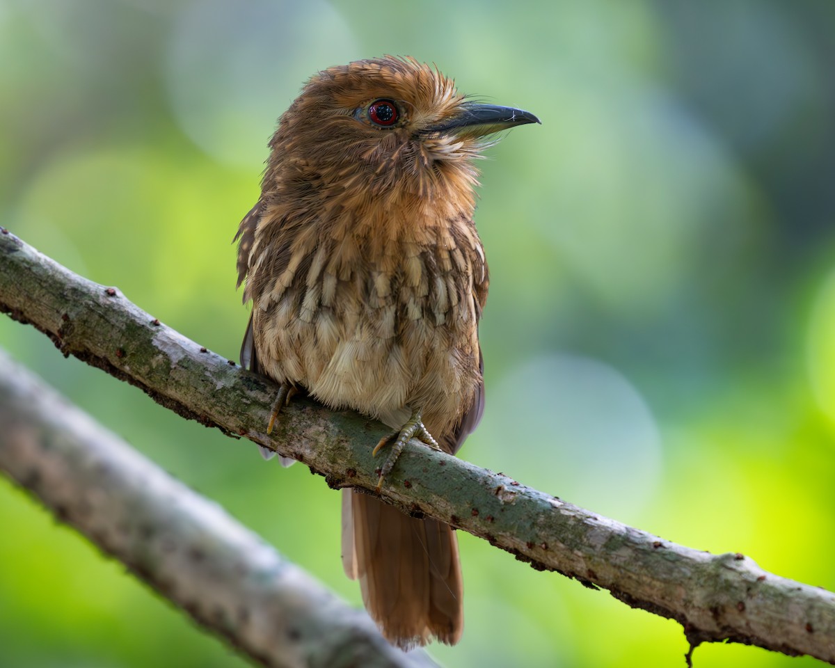 White-whiskered Puffbird - ML636517103