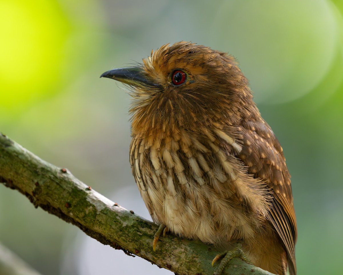 White-whiskered Puffbird - ML636517104