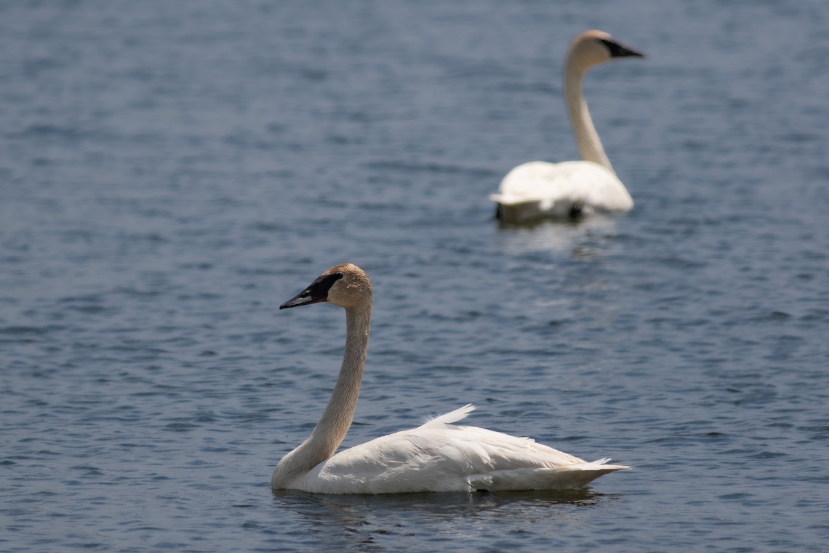 Trumpeter Swan - ML636517109