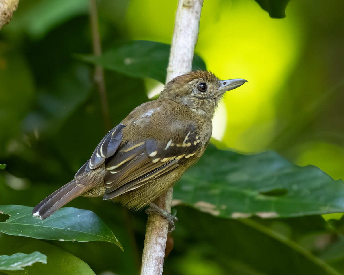 Black-crowned Antshrike - ML636517126