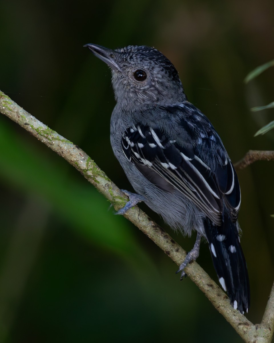Black-crowned Antshrike - ML636517127