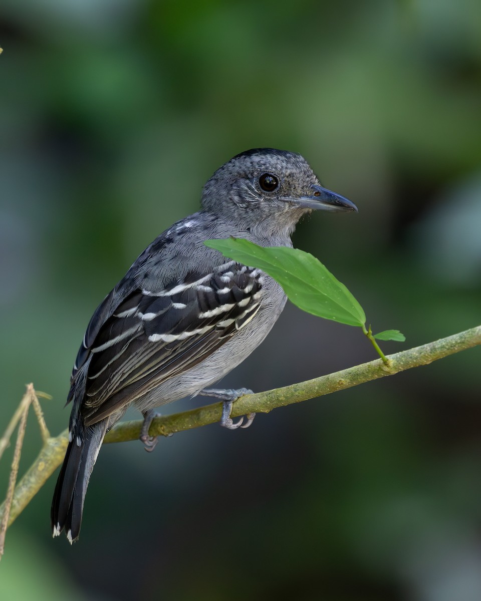 Black-crowned Antshrike - ML636517128
