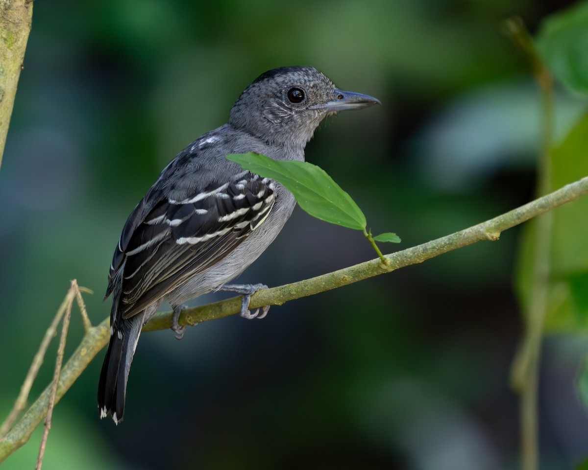 Black-crowned Antshrike - ML636517129