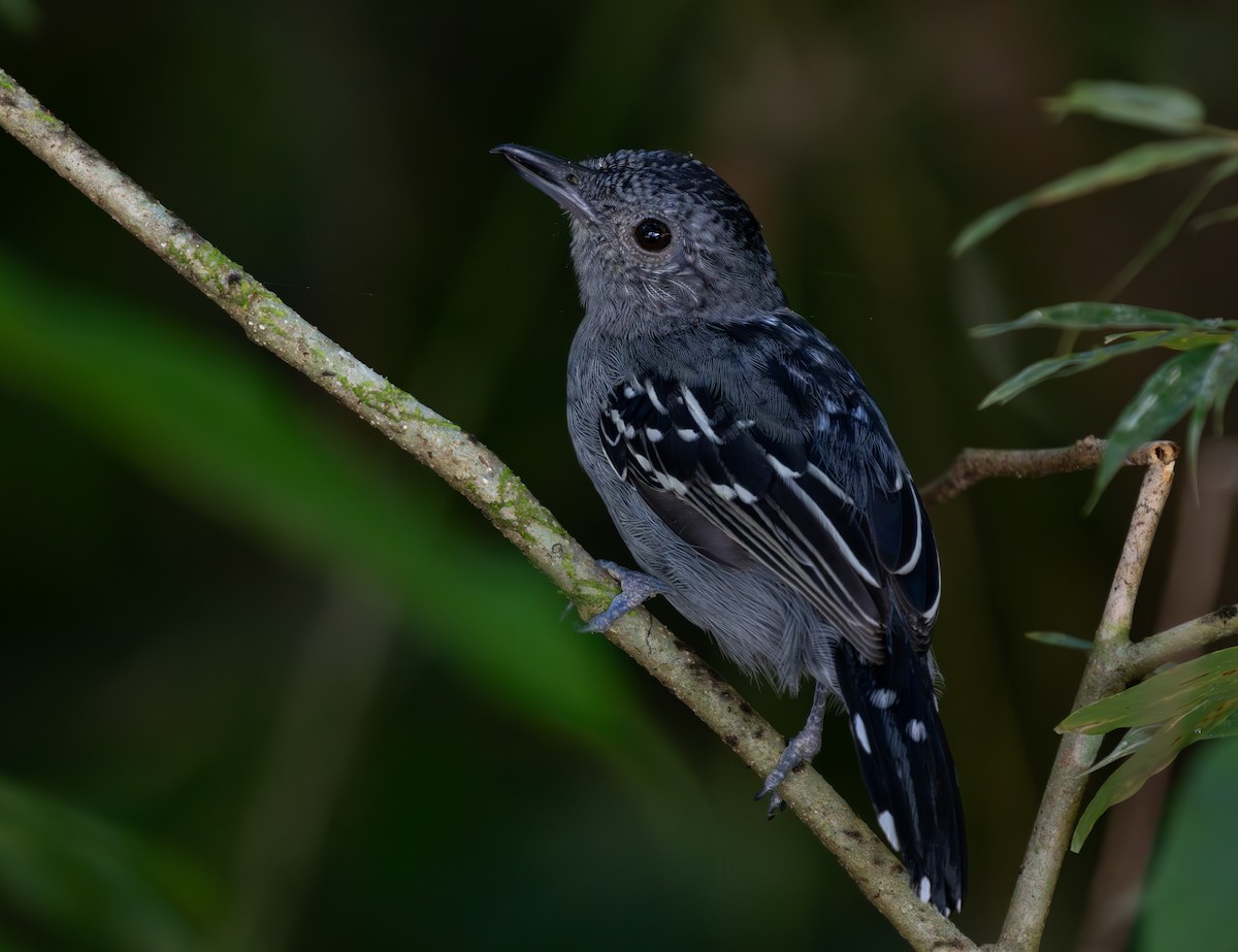 Black-crowned Antshrike - ML636517130