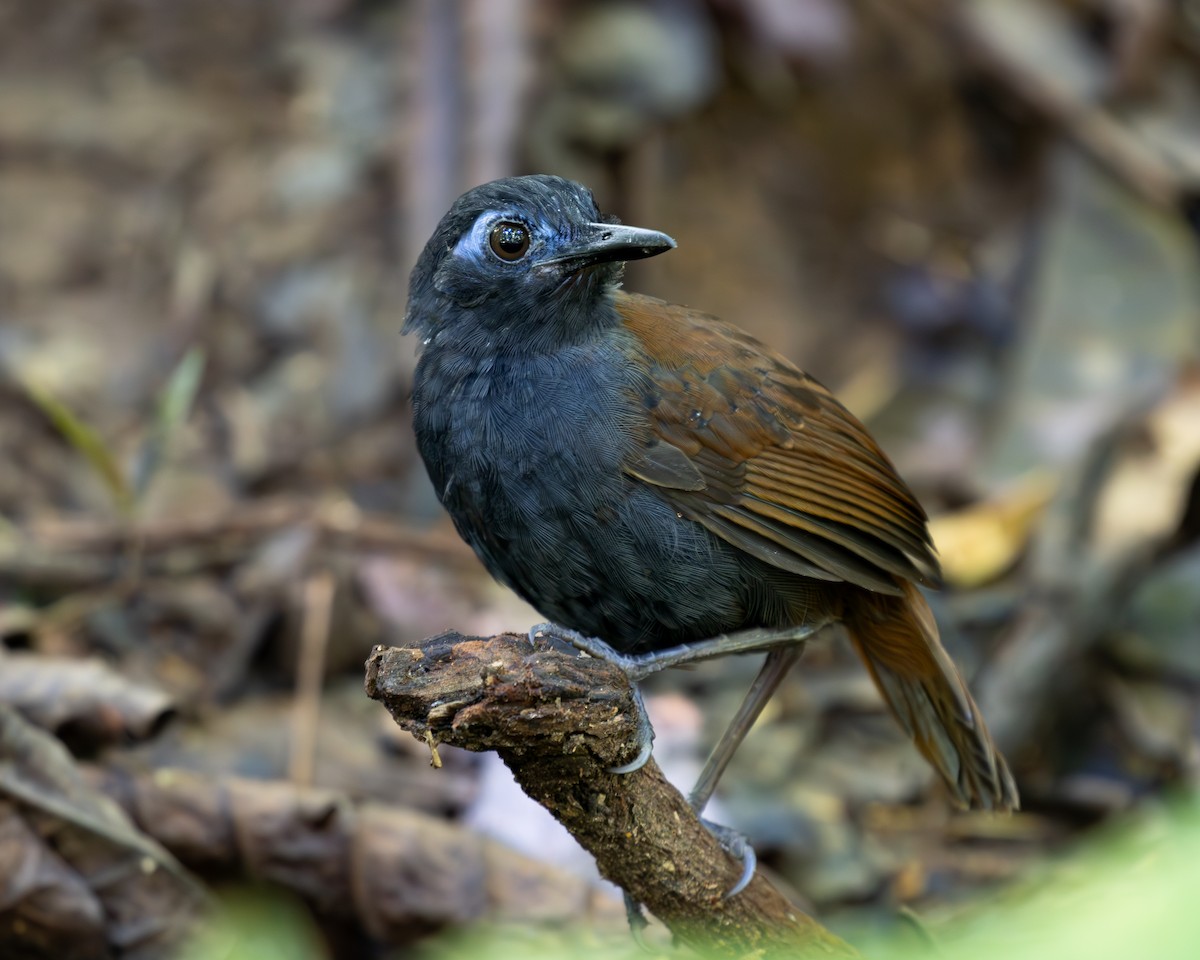 Chestnut-backed Antbird - ML636517154