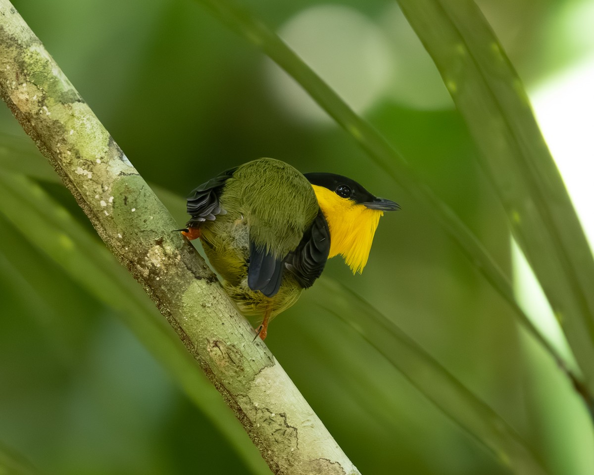 Golden-collared Manakin - ML636517164