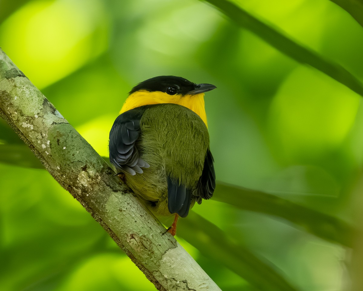Golden-collared Manakin - ML636517165