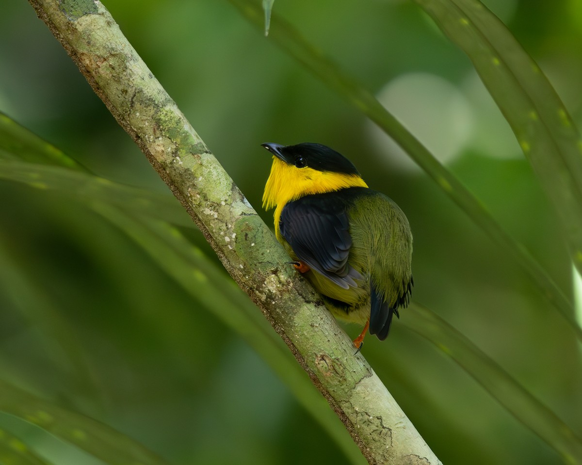 Golden-collared Manakin - ML636517167
