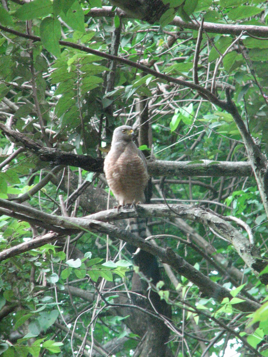 Roadside Hawk - ML636517183