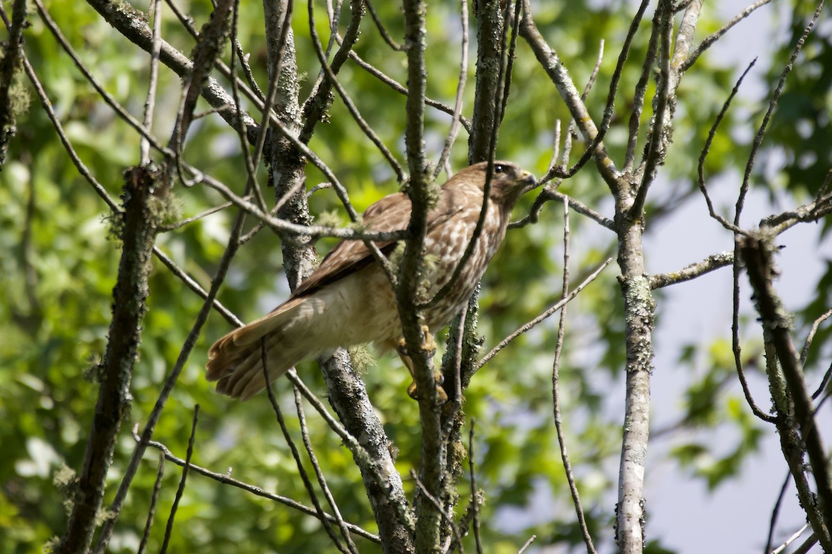 Red-shouldered Hawk - ML636517188