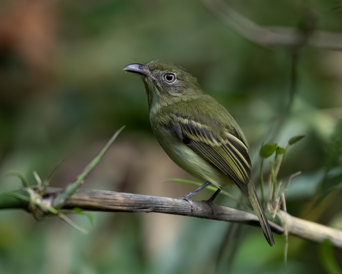 Southern Bentbill - ML636517190