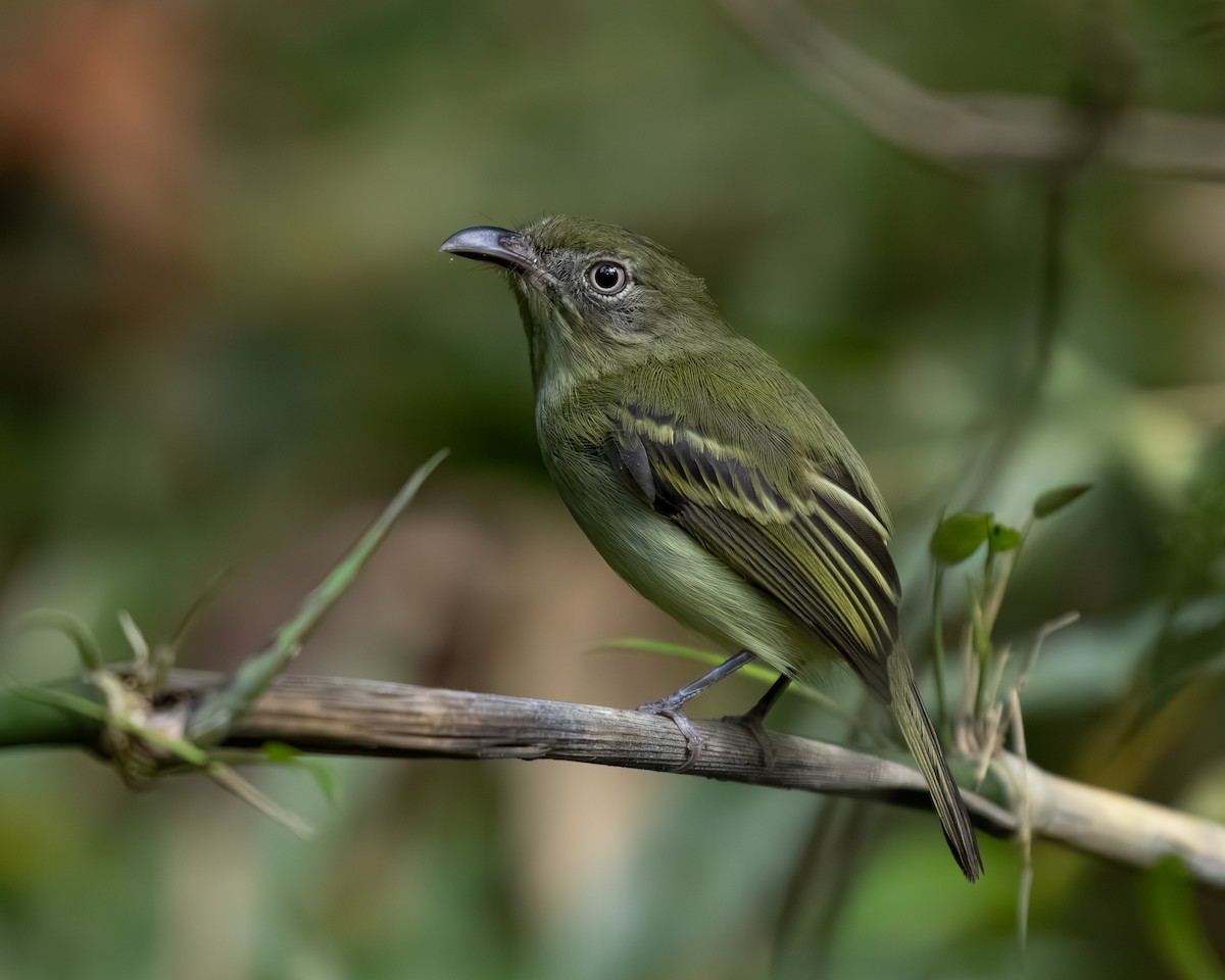 Southern Bentbill - ML636517192