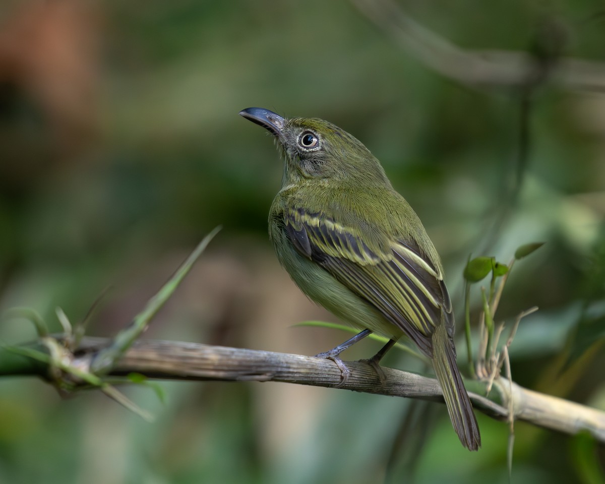 Southern Bentbill - ML636517200