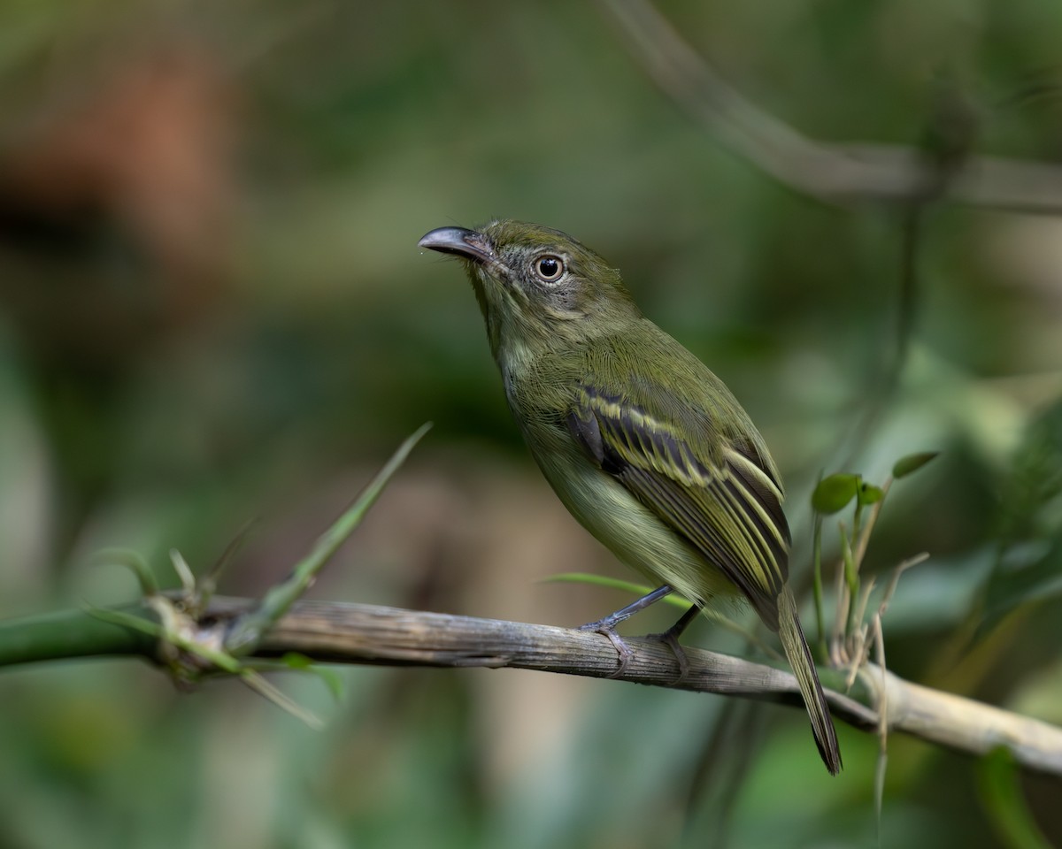 Southern Bentbill - ML636517202
