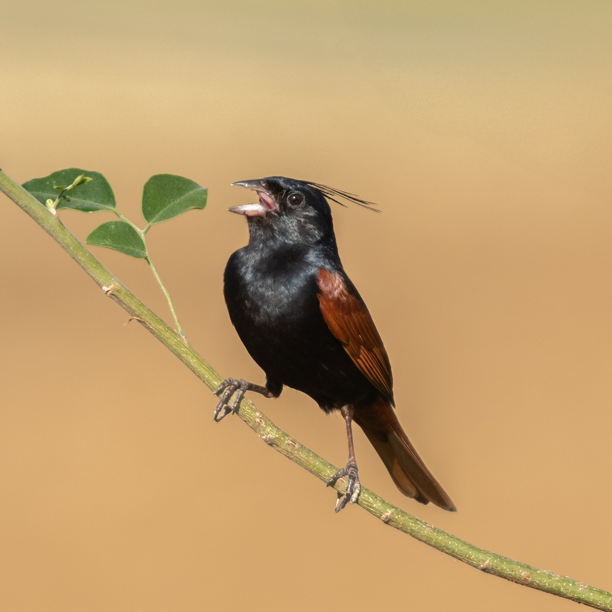 Crested Bunting - ML636517278
