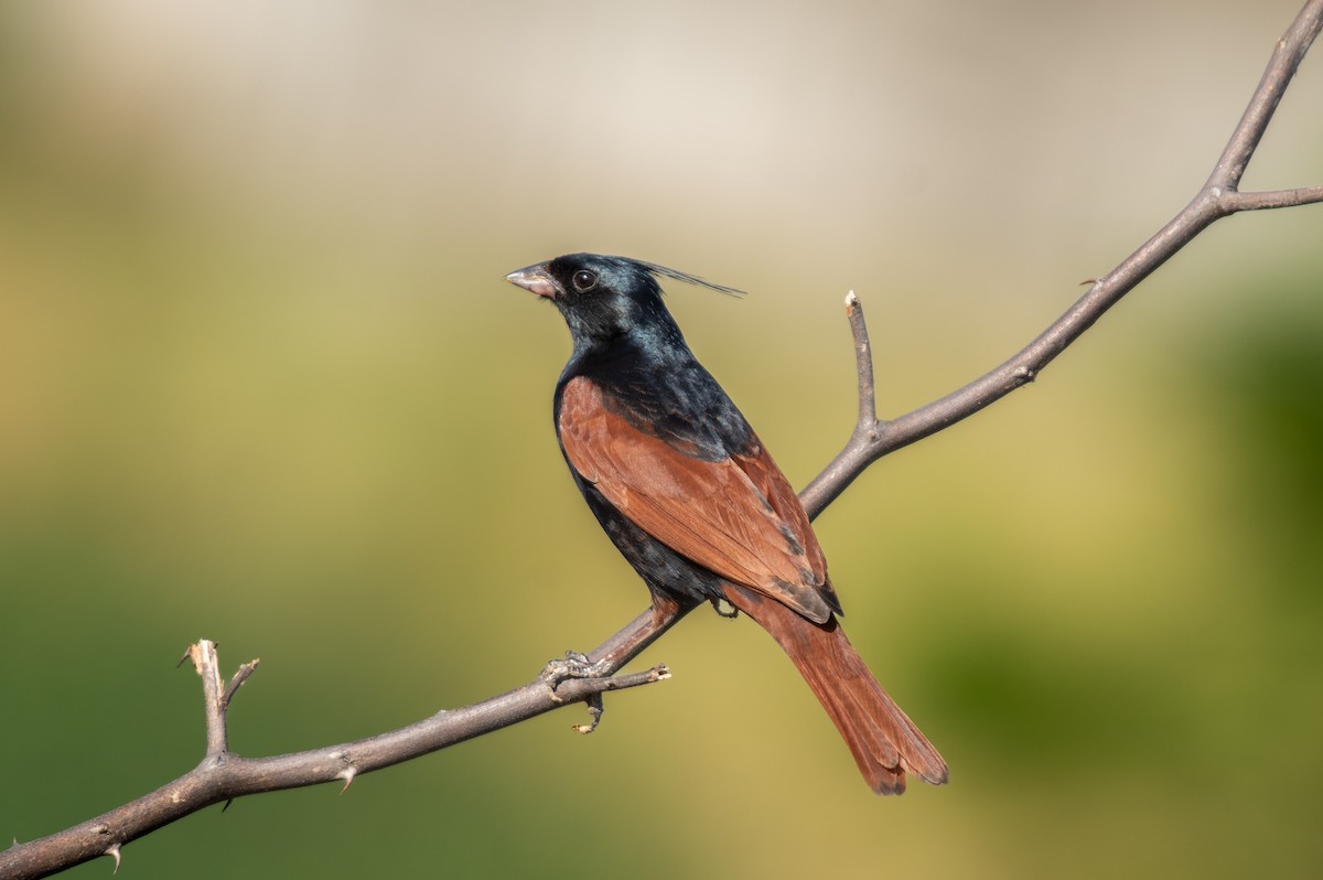 Crested Bunting - ML636517279