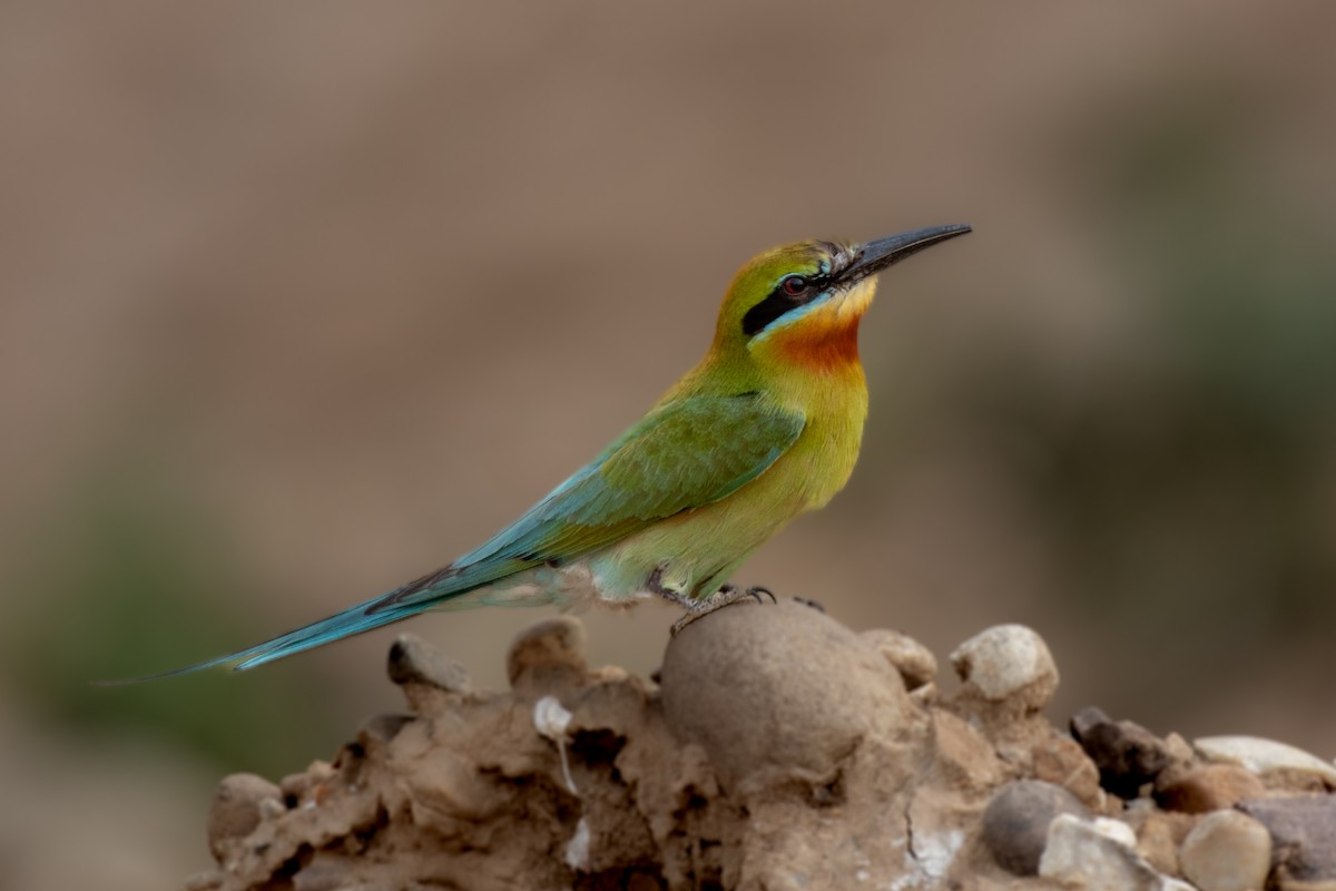 Blue-tailed Bee-eater - ML636517295