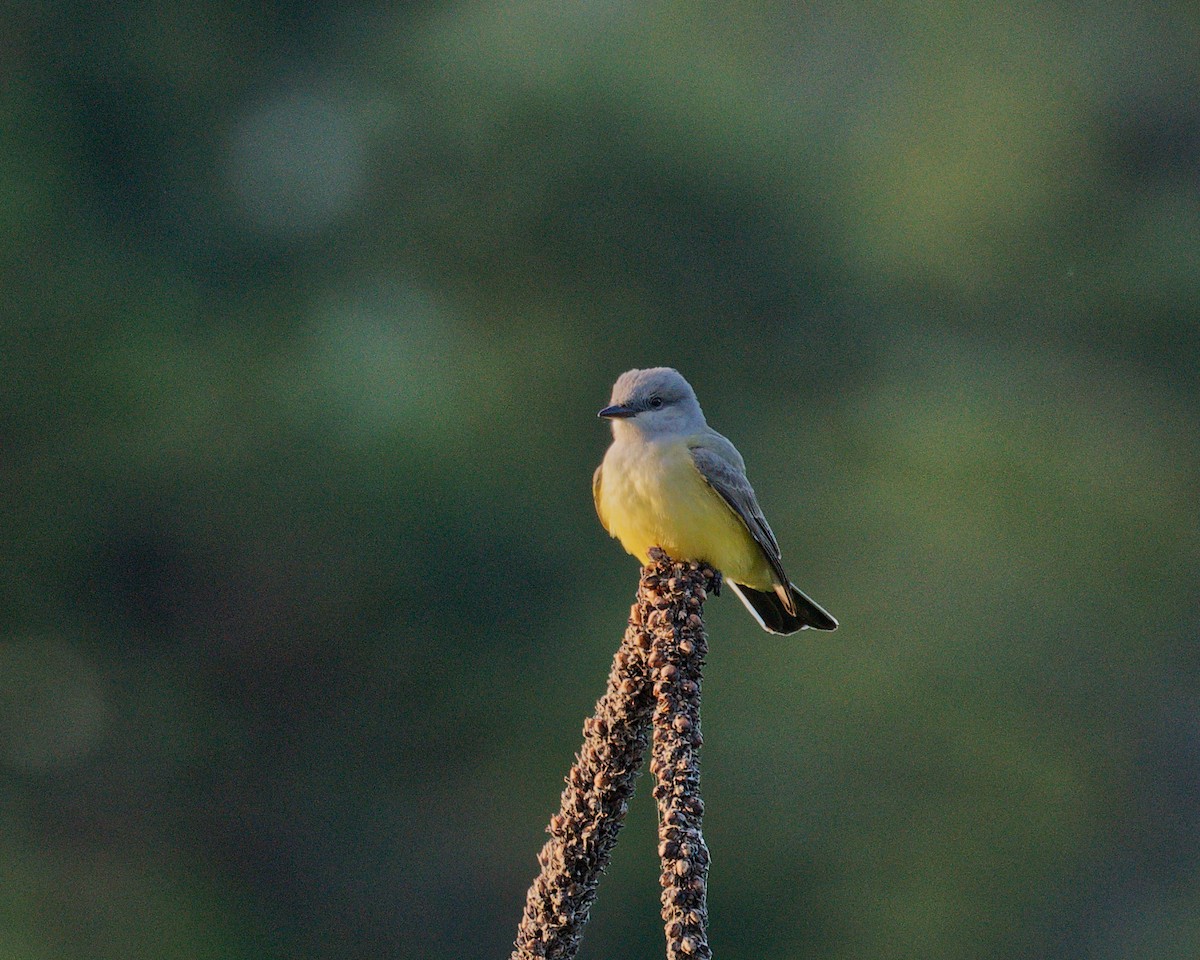 Western Kingbird - ML636517352