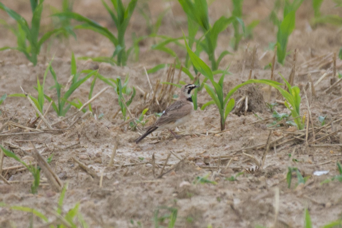 Horned Lark - ML636517383
