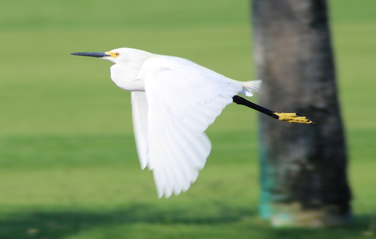 Snowy Egret - ML636517490
