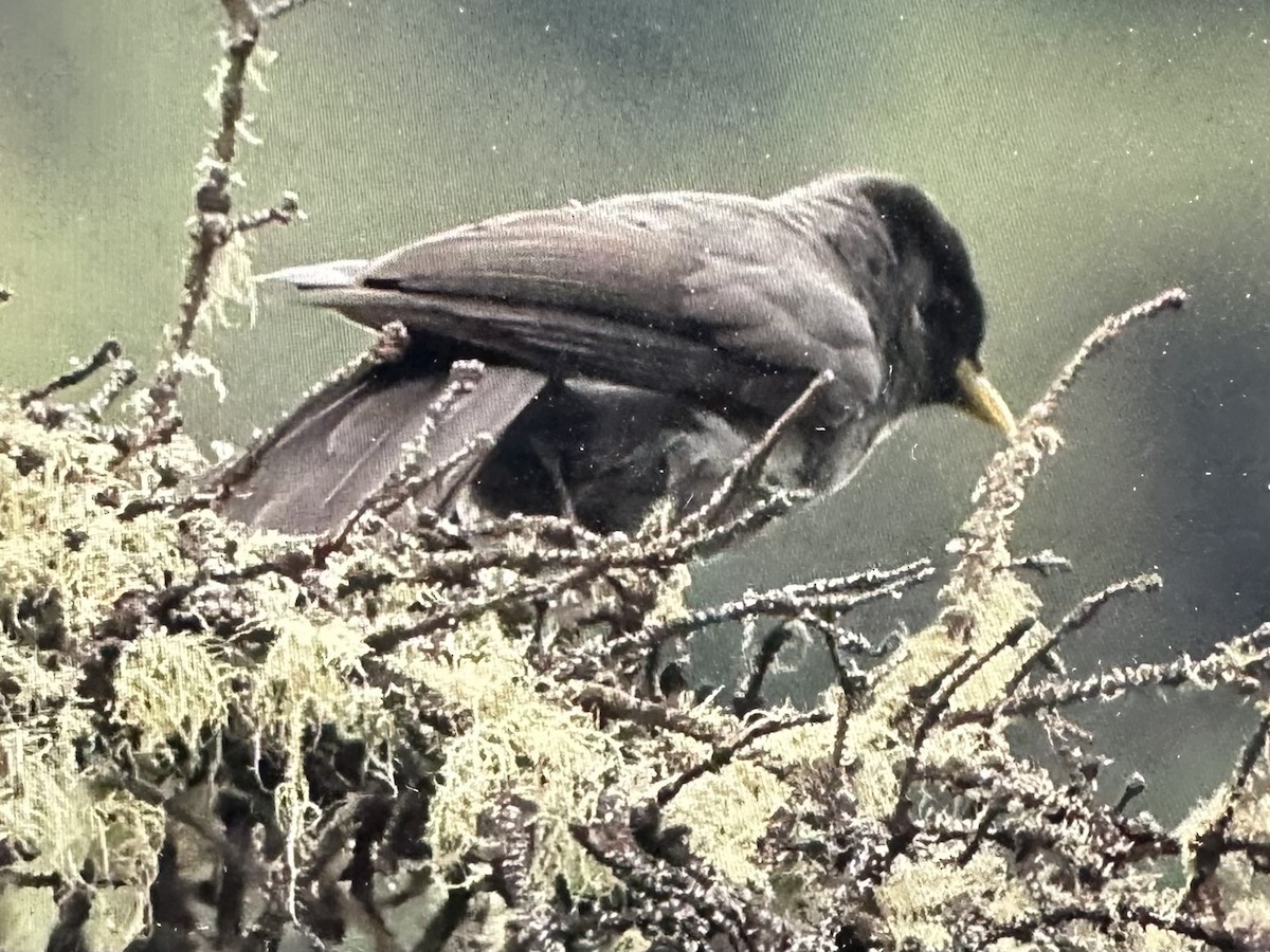 Sichuan Jay - ML636517491