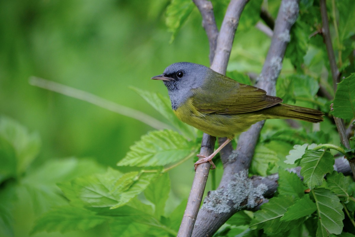 Mourning Warbler - ML636517492