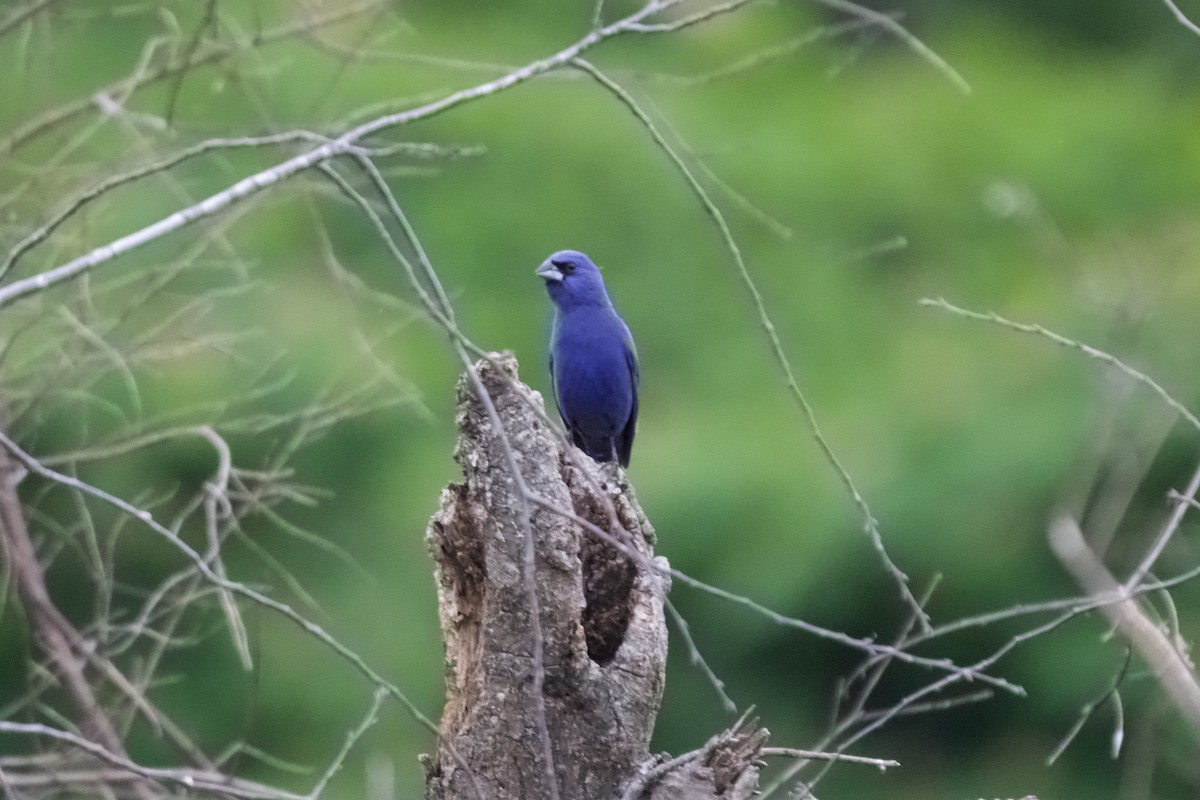 Blue Grosbeak - ML636517494