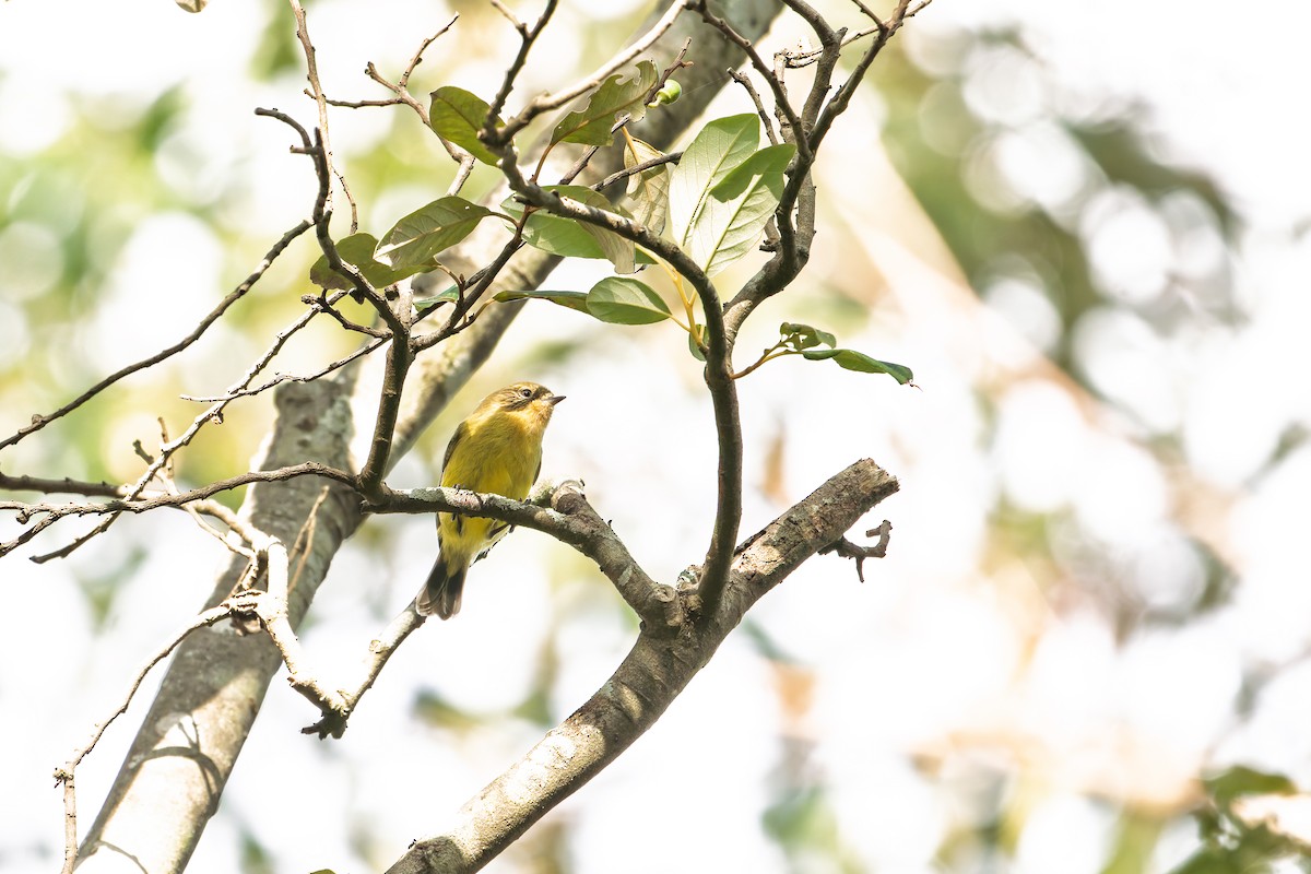 Yellow Thornbill - ML636517534