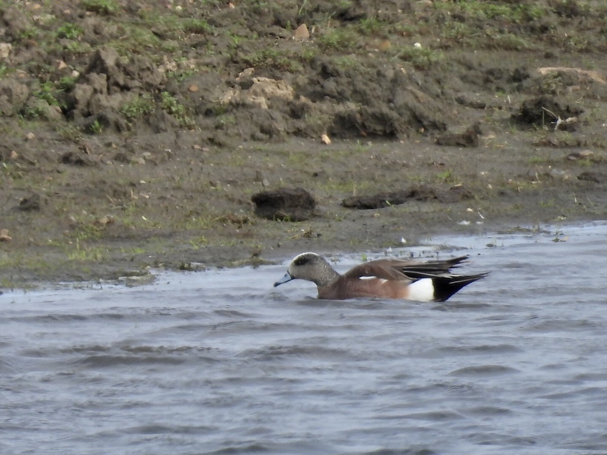 アメリカヒドリ - ML636517617