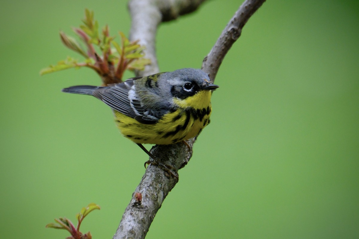 Magnolia Warbler - ML636517725