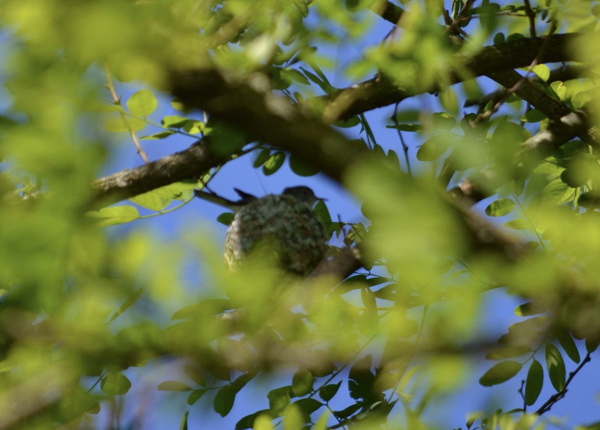 Blue-gray Gnatcatcher - ML636517755
