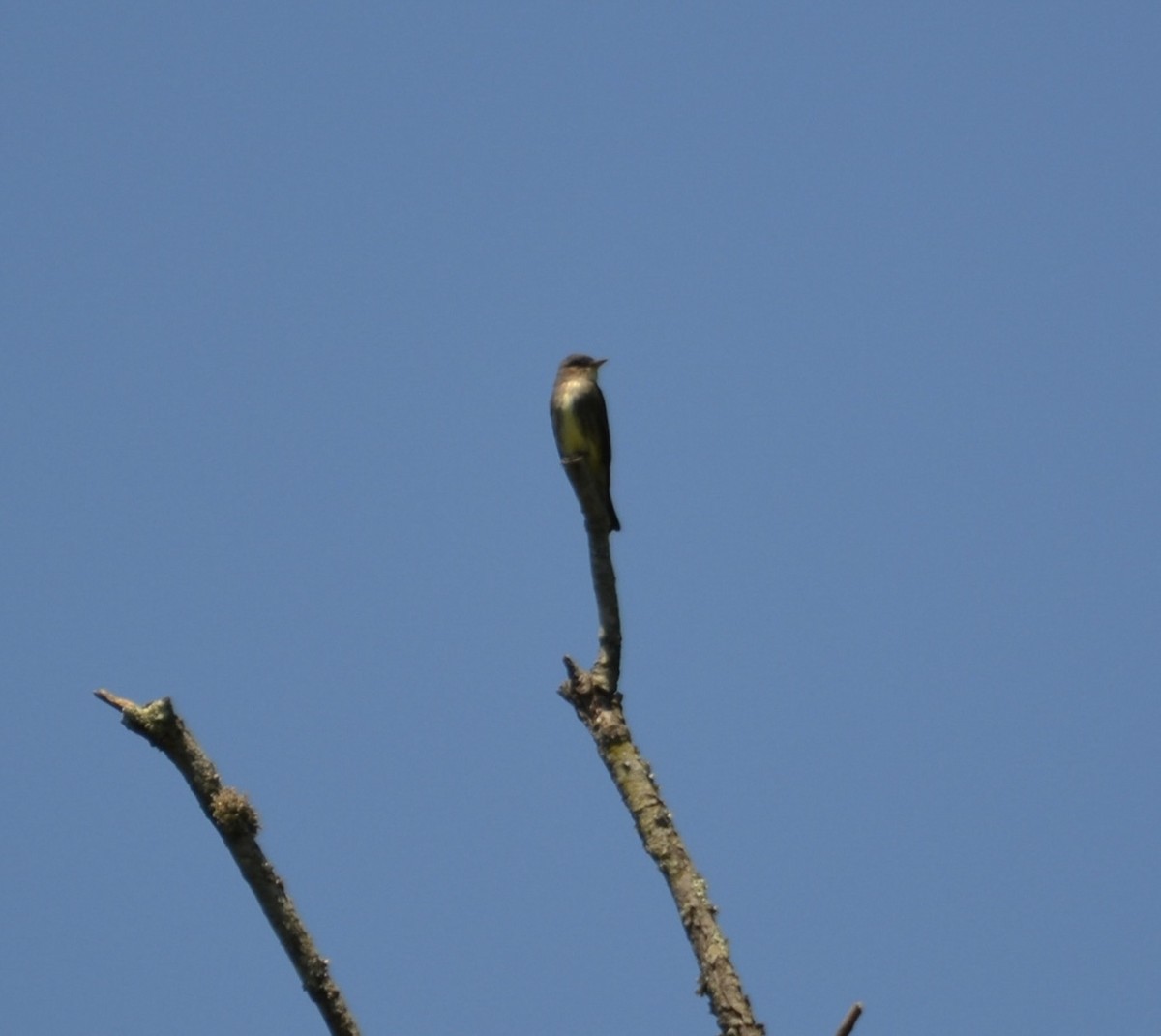 Olive-sided Flycatcher - ML636517828