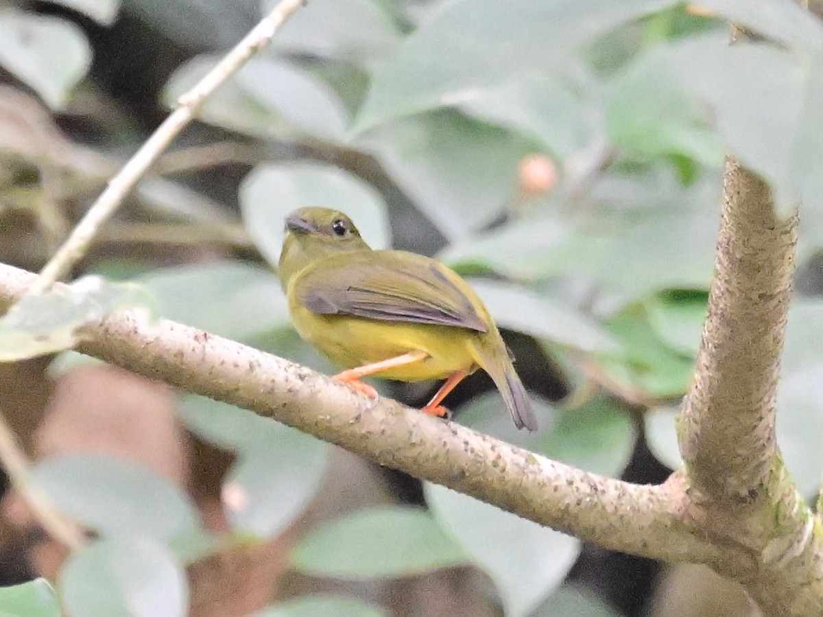 White-collared Manakin - ML636517874