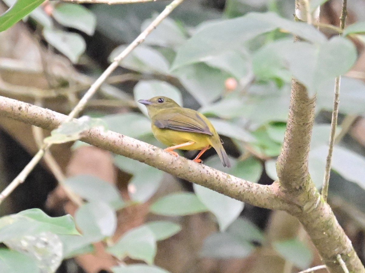 White-collared Manakin - ML636517875
