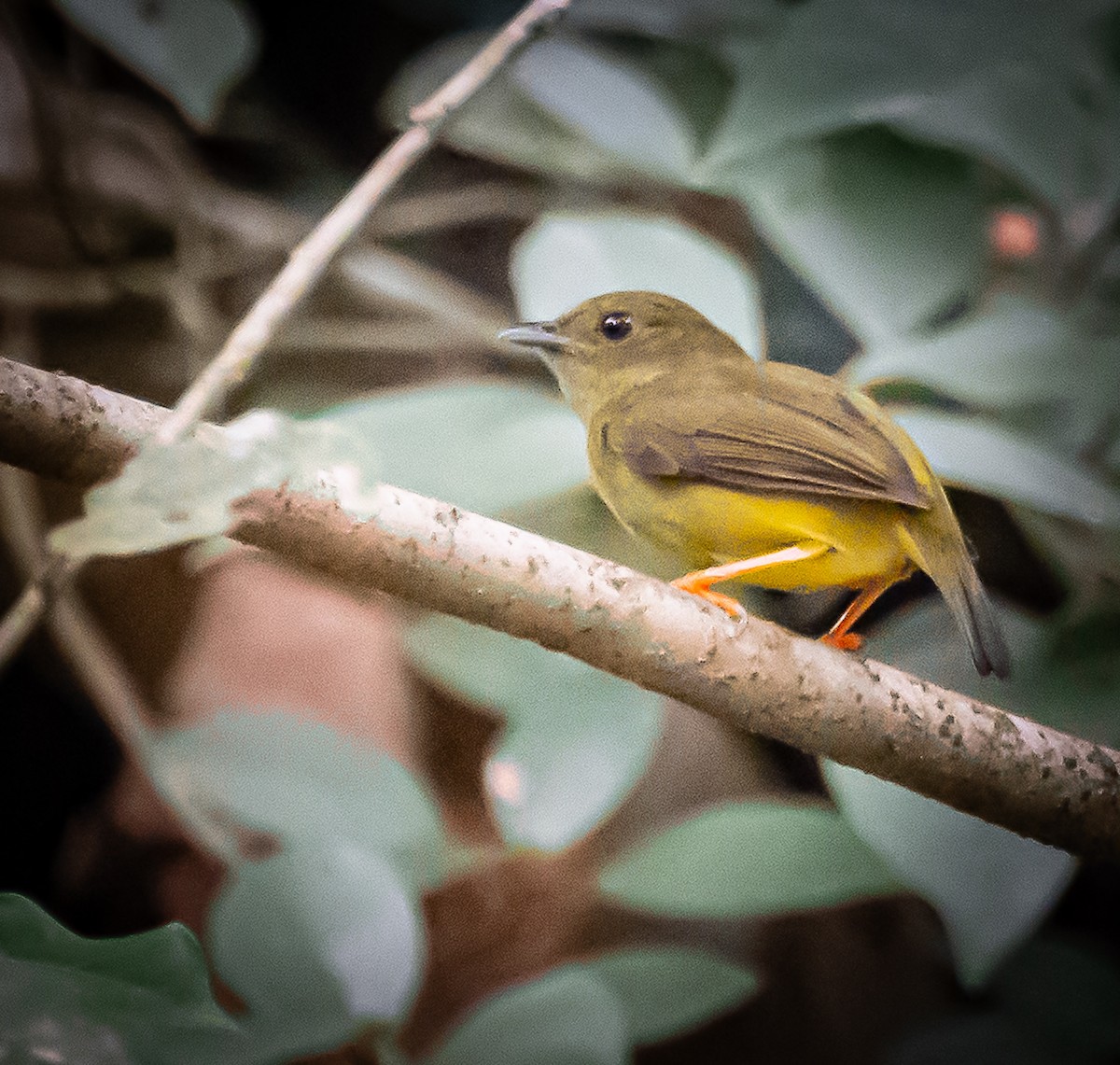 White-collared Manakin - ML636517876