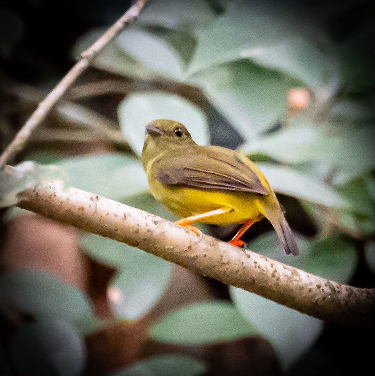 White-collared Manakin - ML636517877