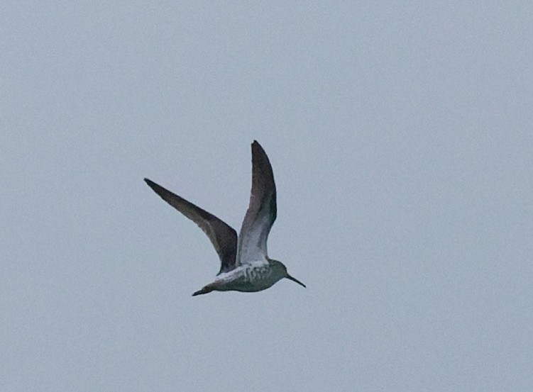 White-rumped Sandpiper - ML636518005
