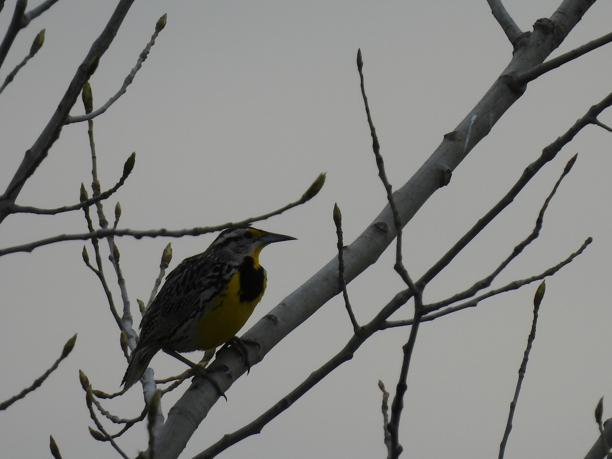 Eastern Meadowlark - ML636518015
