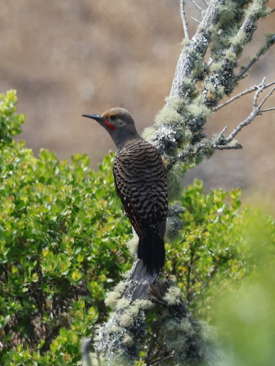 Northern Flicker (Red-shafted) - ML636518456