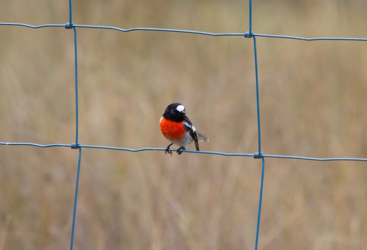 Scarlet Robin - ML636518503