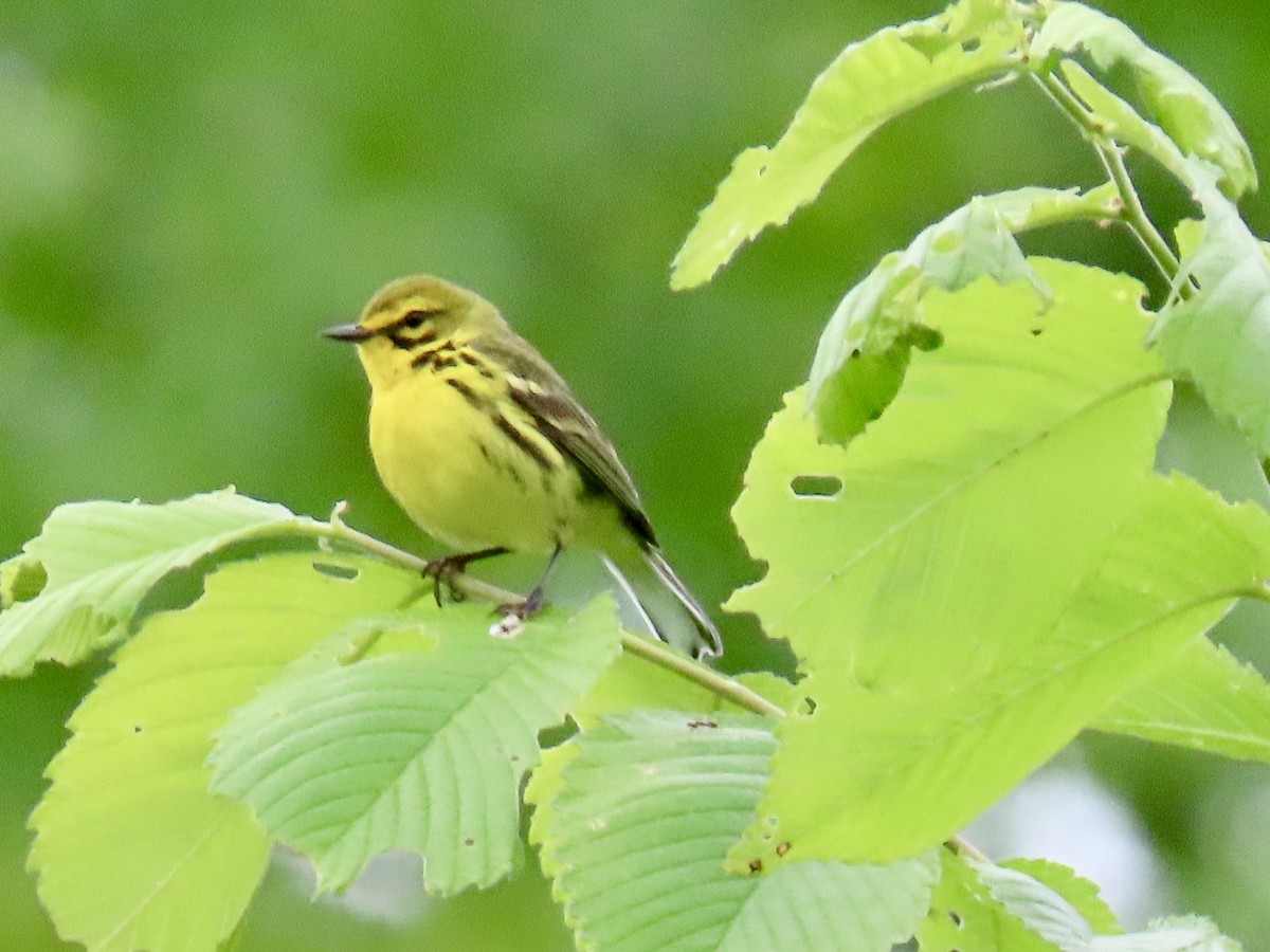 Prairie Warbler - ML636518607