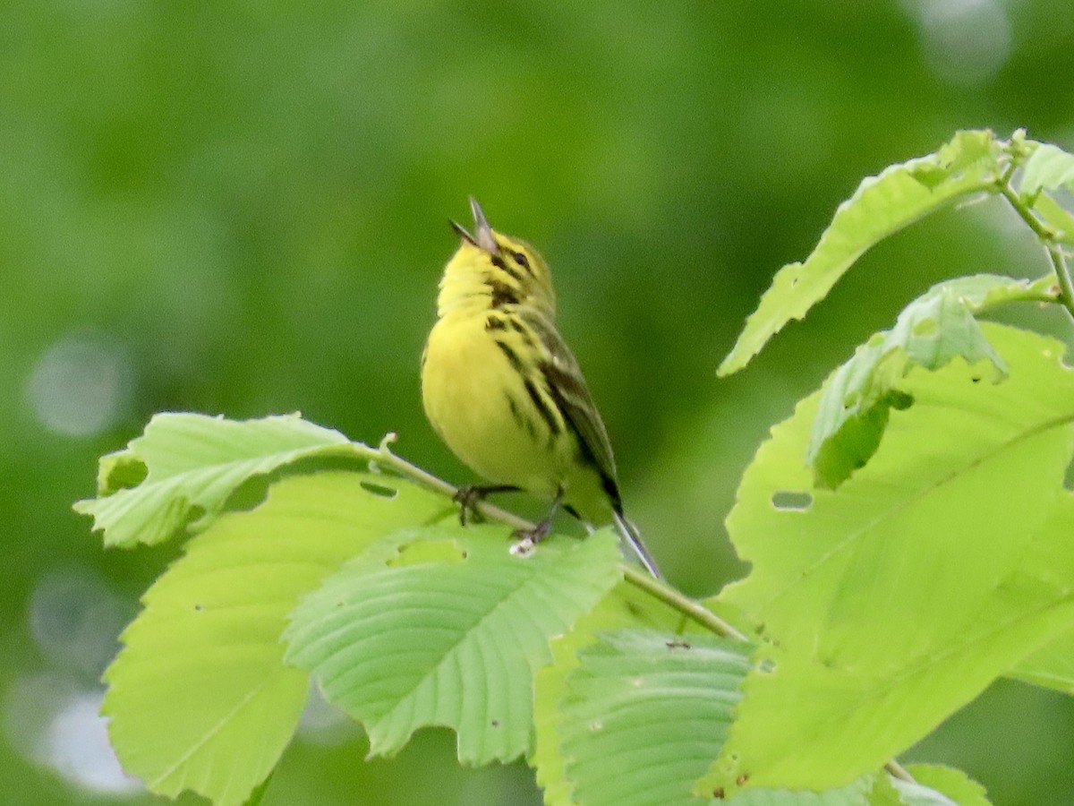 Prairie Warbler - ML636518608