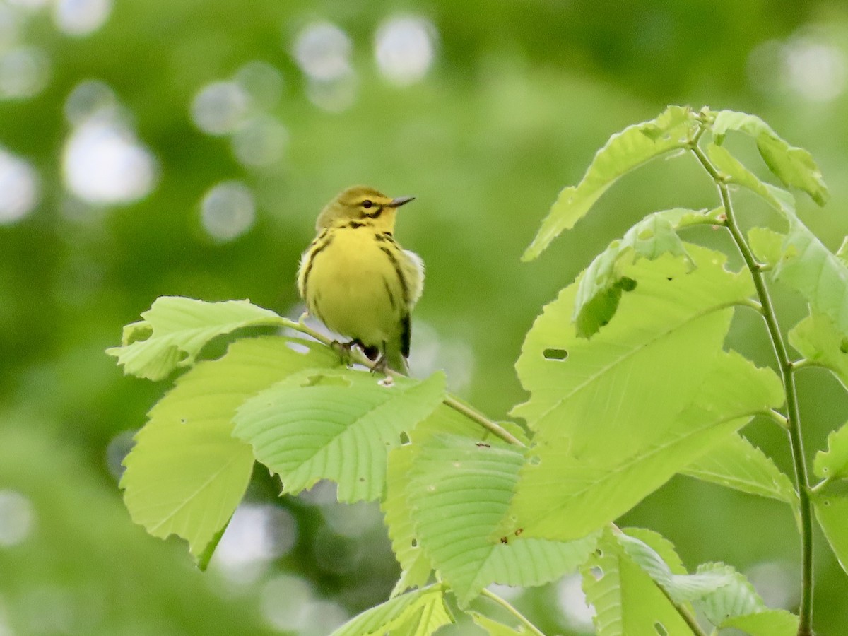 Prairie Warbler - ML636518609