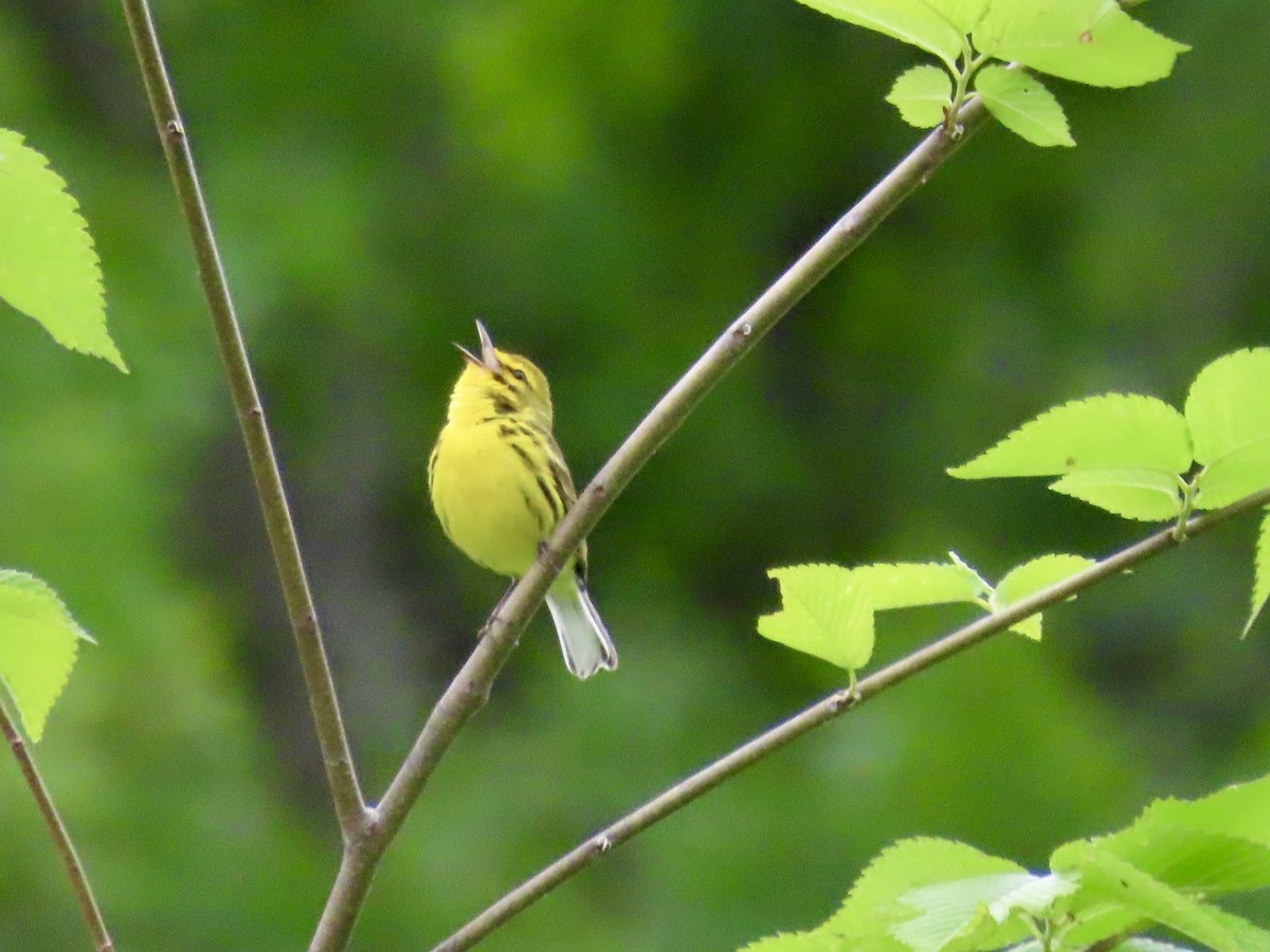Prairie Warbler - ML636518610