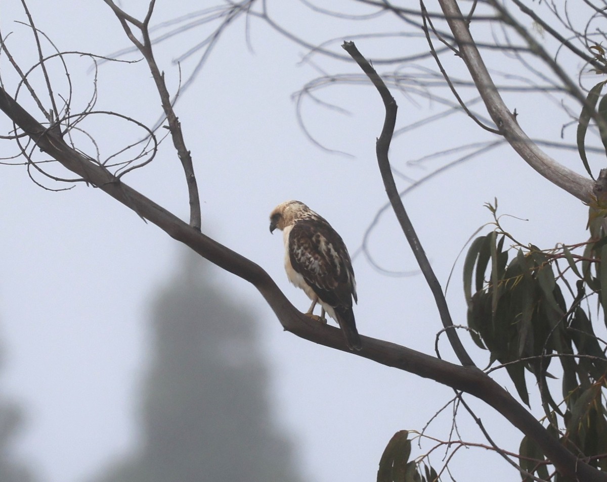 Hawaiian Hawk - ML636518634