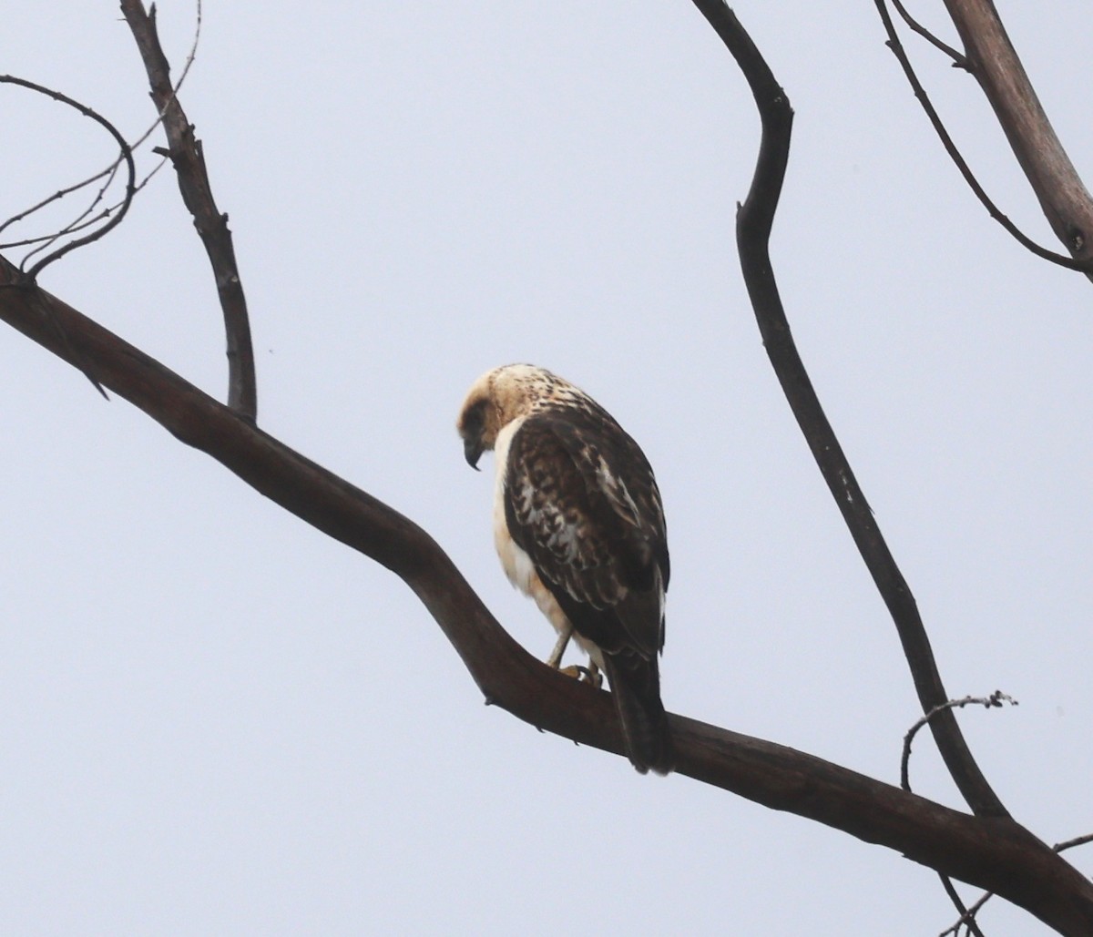 Hawaiian Hawk - ML636518635