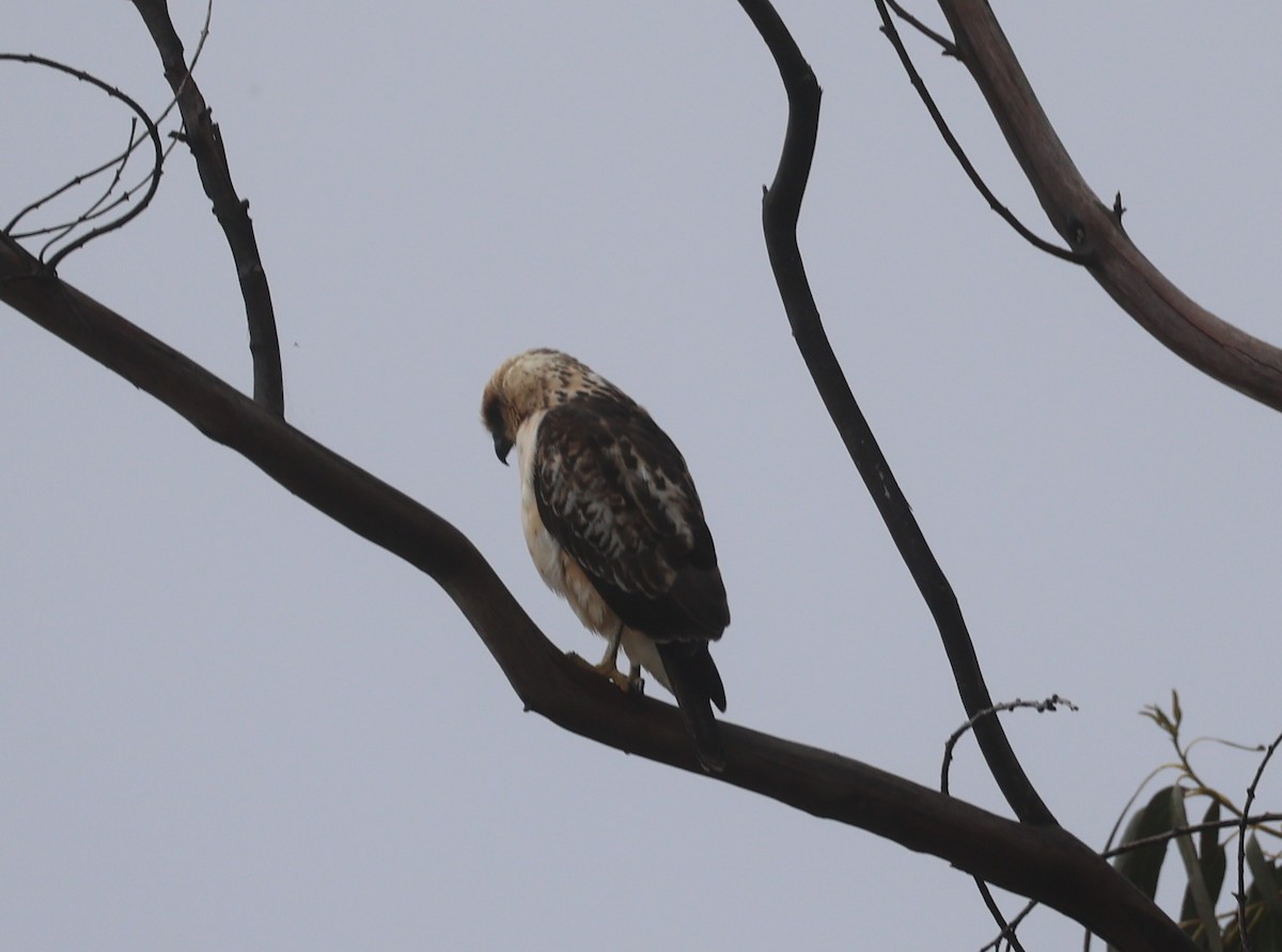 Hawaiian Hawk - ML636518636
